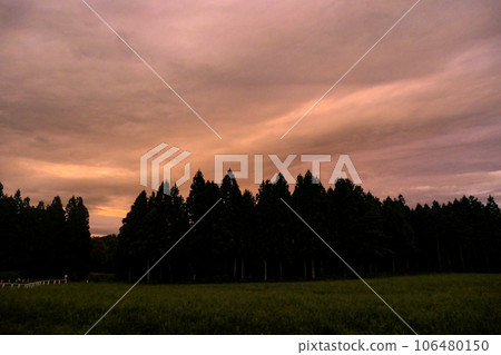 雨後小岩井農場的粉色夕陽 106480150