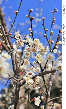 藍天和梅花 106480206