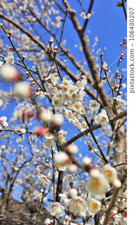 Blue sky and plum blossoms 106480207