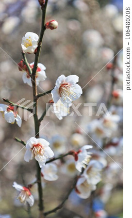梅花 梅花 106480208