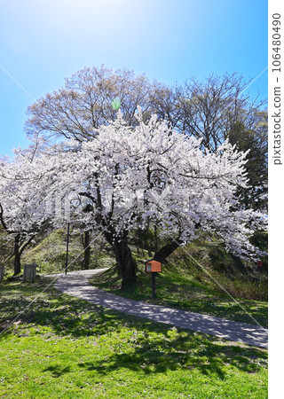 Iiyama Castle Park where cherry blossoms bloom Nagano's famous cherry blossom spot Nagano's tourist spot Cherry blossoms in full bloom shining against the blue sky Iiyama Castle Park where cherry blossoms bloom Nagano's famous cherry blossom spot Nagano's tourist spot Cherry blossoms in full bloom shining against the blue sky 106480490
