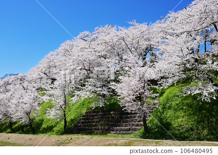 櫻花盛開的飯山城公園 長野著名的賞櫻勝地 長野的旅遊勝地 盛開的櫻花在藍天的映襯下熠熠生輝 櫻花盛開的飯山城公園 長野著名的賞櫻勝地 長野的旅遊勝地 盛開的櫻花在藍天的映襯下熠熠生輝 106480495