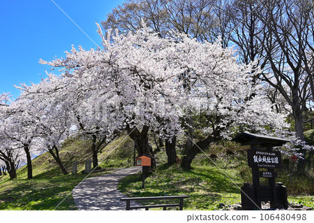 Iiyama Castle Park where cherry blossoms bloom Nagano's famous cherry blossom spot Nagano's tourist spot Cherry blossoms in full bloom shining against the blue sky 106480498