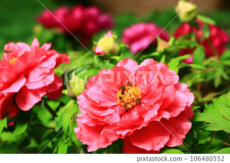 開紅牡丹花（木牡丹、百金牡丹、洛陽花、富貴花、高貴花、雄紅、獎花、鹿百合、白蘑菇、鼠谷）和蜜蜂 106480552
