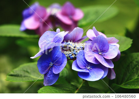 放花(繡球、粉花、八仙花、滿族花、八仙花、大八仙花、天滿浦華) 放花(繡球、粉花、八仙花、滿族花、八仙花、大八仙花、天滿浦華) 106480560