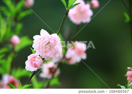 綻放的杏花 綻放的杏花 106480567