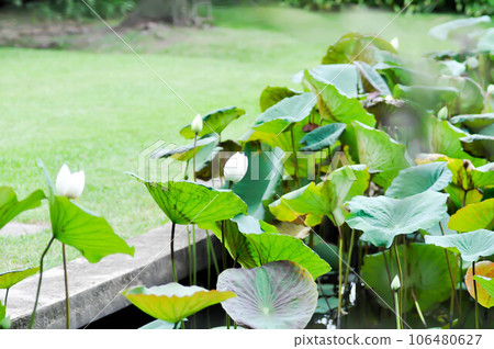 lotus ,white lotus or nucifera gaertn or Nelumbonaceae lotus ,white lotus or nucifera gaertn or Nelumbonaceae 106480627