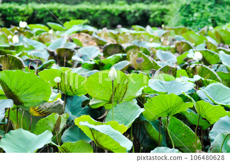 lotus ,white lotus or nucifera gaertn or Nelumbonaceae 106480628