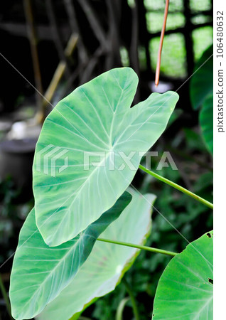 Cocoyam, colocasia esculenta or Dasheen or Eddoe or elephant ear or Japanese taro or taro or ARACEAE 106480632