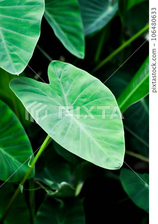 Cocoyam, colocasia esculenta or Dasheen or Eddoe or elephant ear or Japanese taro or taro or ARACEAE Cocoyam, colocasia esculenta or Dasheen or Eddoe or elephant ear or Japanese taro or taro or ARACEAE 106480633
