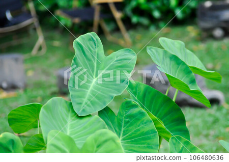 Cocoyam, colocasia esculenta or Dasheen or Eddoe or elephant ear or Japanese taro or taro or ARACEAE Cocoyam, colocasia esculenta or Dasheen or Eddoe or elephant ear or Japanese taro or taro or ARACEAE 106480636