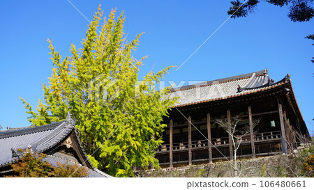 豐國神社千疊閣巨型銀杏 豐國神社千疊閣巨型銀杏 106480661