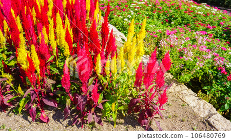 多彩的Keito 多彩的Keito 106480769