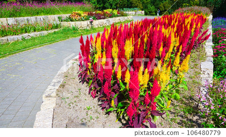 多彩的Keito 多彩的Keito 106480779