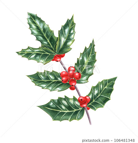 European holly branches. Holly leaves. Evergreen shrub. Fresh green ilex leaves with bunch of red berries. Watercolor illustration. For Christmas decoration 106481348