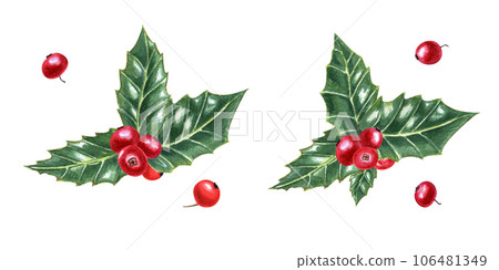 Winter natural decoration. Holly leaves. Evergreen shrub. Green ilex leaves with bunch of red berries. Watercolor illustration. For Christmas decoration Winter natural decoration. Holly leaves. Evergreen shrub. Green ilex leaves with bunch of red berries. Watercolor illustration. For Christmas decoration 106481349