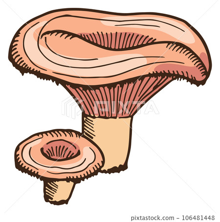 Coral milky cap mushroom. Natural forest fungus 106481448