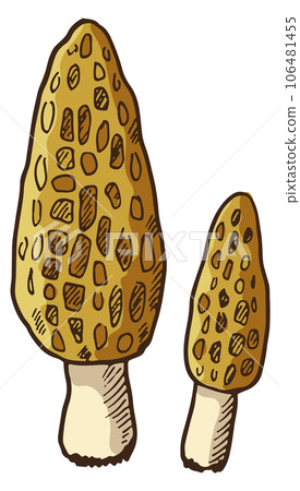 Morel color icon. Hand drawn forest mushroom 106481455