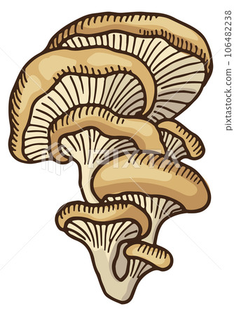 Oyster mushroom icon. Raw fungus color sketch Oyster mushroom icon. Raw fungus color sketch 106482238