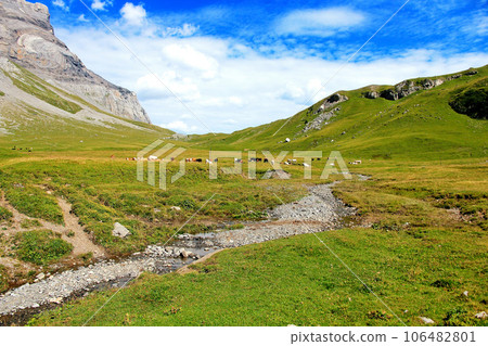 Picturesque Swiss Alpine landscape with grazing cows against the backdrop of high mountains. Picturesque Swiss Alpine landscape with grazing cows against the backdrop of high mountains. 106482801