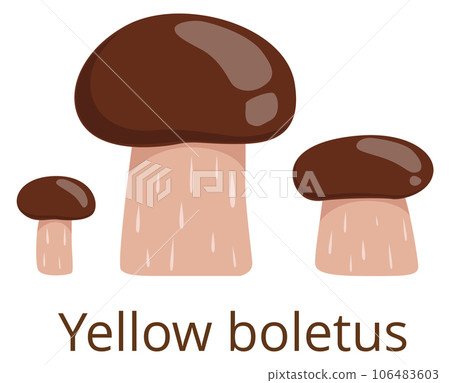 Yellow boletus. Brown cap mushroom color icon 106483603