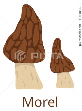 Morel fungus color icon. Conical cup mushroom 106483609