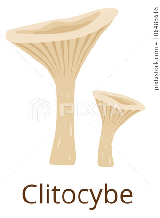 Clitocybe fungus. Raw growing mushroom color icon Clitocybe fungus. Raw growing mushroom color icon 106483616