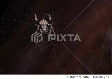 Close up macro shot spider (garden orb weaving spider) climbs on the web. Close up macro shot spider (garden orb weaving spider) climbs on the web. 106483744