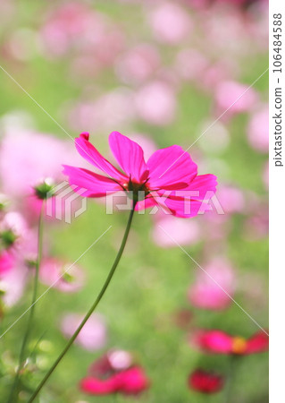 漂亮的粉紅色波斯菊 漂亮的粉紅色波斯菊 106484588