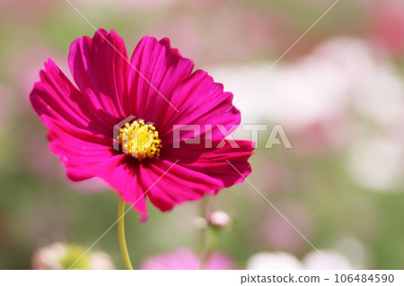 紅色波斯菊 106484590