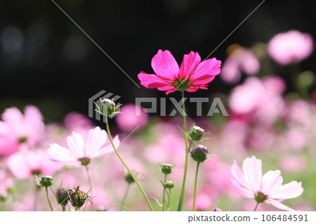 逆光下閃閃發光的波斯菊 106484591