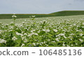 Buckwheat flowers 106485136