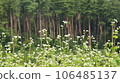 Pine forest and soba flowers 106485137
