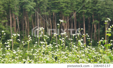 Pine forest and soba flowers 106485137
