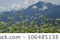 Soba flowers and mountain range 106485138
