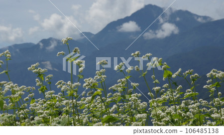 Soba flowers and mountain range 106485138