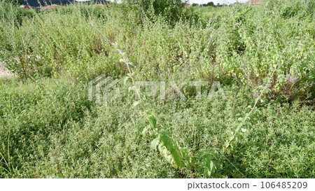 White taro White taro 106485209