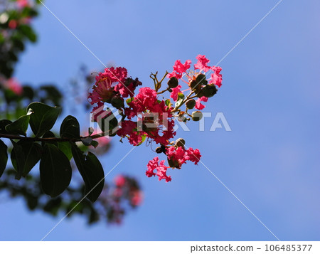 Crape myrtle flowers in the blue sky Crape myrtle flowers in the blue sky 106485377