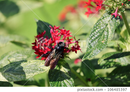 一隻黑色黃蜂棲息在綠葉紅花瓣的草桑花上的場景。 106485397