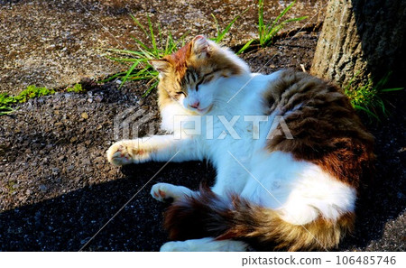 A long-haired cat waiting for people on the cherry blossom promenade, calmly basking in the sun A long-haired cat waiting for people on the cherry blossom promenade, calmly basking in the sun 106485746