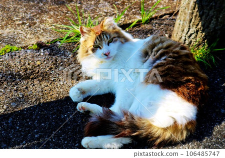 A long-haired cat waiting for people on the cherry blossom promenade, calmly basking in the sun A long-haired cat waiting for people on the cherry blossom promenade, calmly basking in the sun 106485747