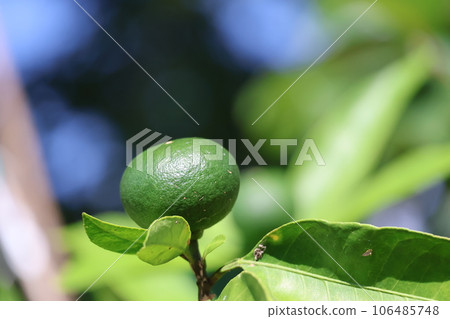 Scenery of the branches of a tree called Aoshima, which is still green with mandarin oranges Scenery of the branches of a tree called Aoshima, which is still green with mandarin oranges 106485748