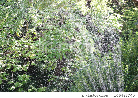 A scene where water from sprinklers is sprinkled on green trees that feel the glow A scene where water from sprinklers is sprinkled on green trees that feel the glow 106485749