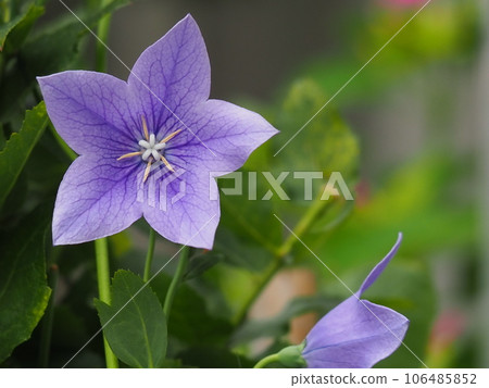 藍紫色風鈴草 藍紫色風鈴草 106485852