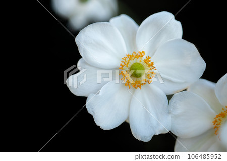 Flowers around the house, various of the four seasons, dainty petals that shine white, daisies growing in the autumn sky Flowers around the house, various of the four seasons, dainty petals that shine white, daisies growing in the autumn sky 106485952