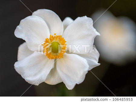 Flowers around the house, various of the four seasons, dainty petals that shine white, daisies growing in the autumn sky Flowers around the house, various of the four seasons, dainty petals that shine white, daisies growing in the autumn sky 106485953