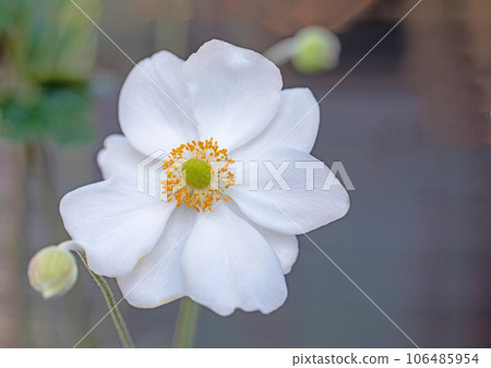 房子周圍鮮花盛開,四季各異,嬌嫩的花瓣閃閃發光,雛菊在秋天的天空中生長 房子周圍鮮花盛開,四季各異,嬌嫩的花瓣閃閃發光,雛菊在秋天的天空中生長 106485954