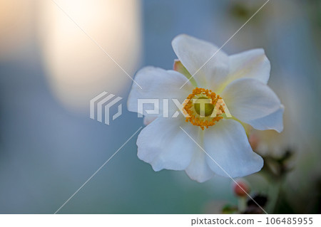 房子周圍鮮花盛開,四季各異,嬌嫩的花瓣閃閃發光,雛菊在秋天的天空中生長 房子周圍鮮花盛開,四季各異,嬌嫩的花瓣閃閃發光,雛菊在秋天的天空中生長 106485955