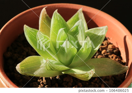 Haorthia / Symbolformis 106486025