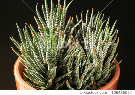 Haorthia / Twelve Volume 106486033